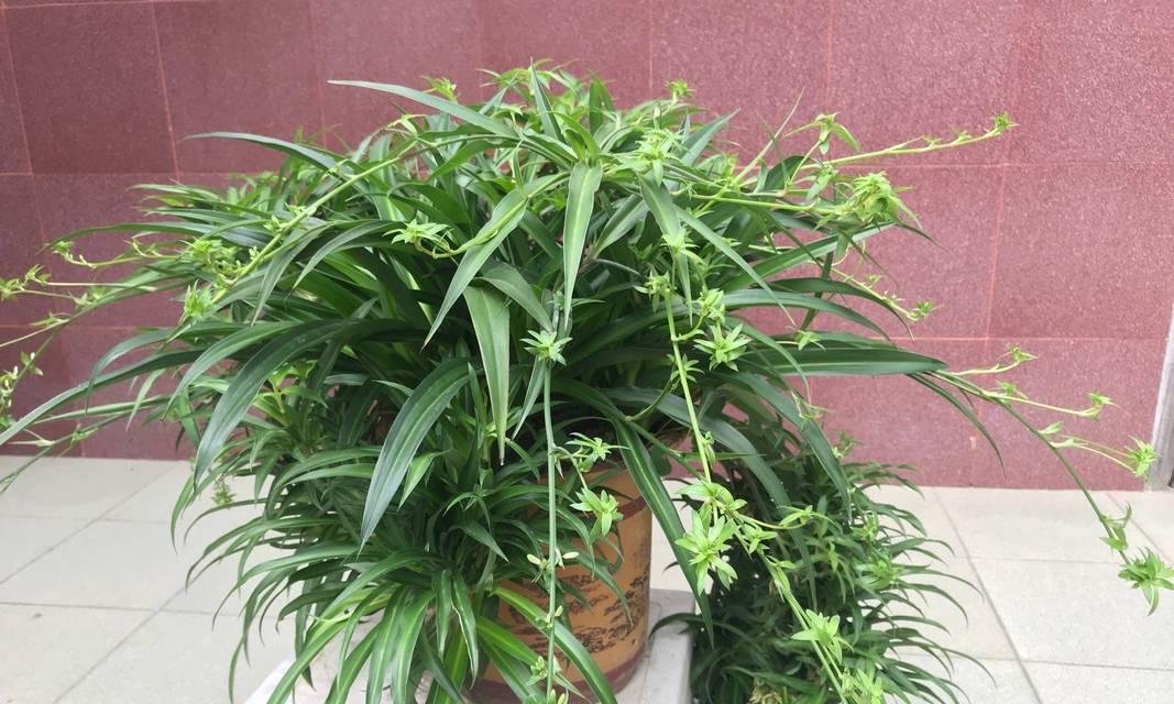 绿萝吊兰怎么养才能更旺盛？有哪些养护技巧？