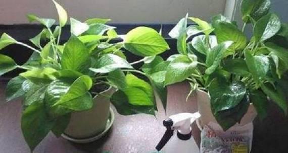 绿萝多久浇水一次？如何正确养护绿萝？