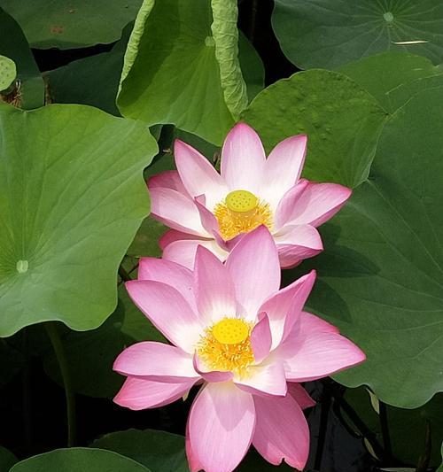 荷花的花语是什么？荷花代表的含义有哪些？