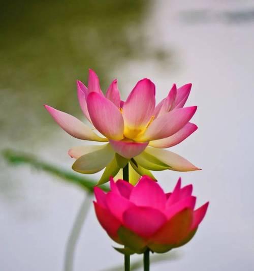 荷花的花语代表什么？荷花寓意的深层含义是什么？