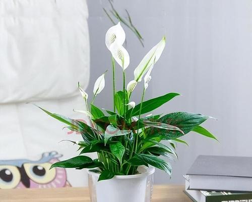 绿萝和白掌哪个更好养？养护技巧有哪些？