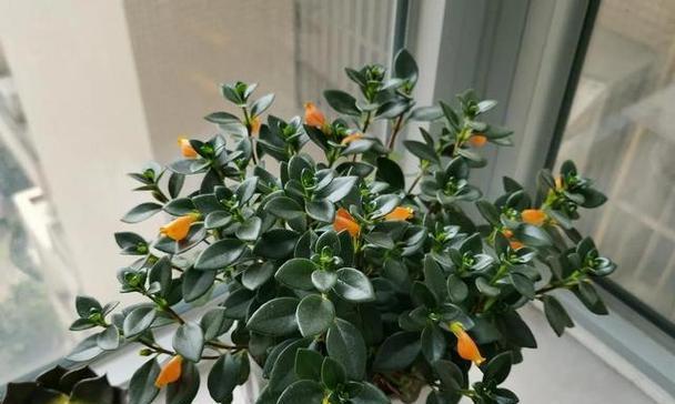 绿萝和吊兰是一种花吗？它们的区别是什么？