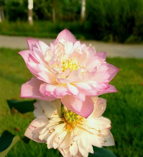 荷花的寓意是什么？荷花在不同文化中代表什么含义？
