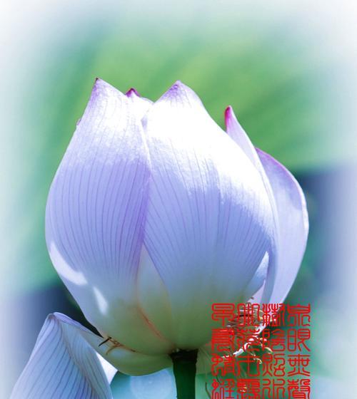 荷花的寓意是什么？荷花在不同文化中代表什么含义？