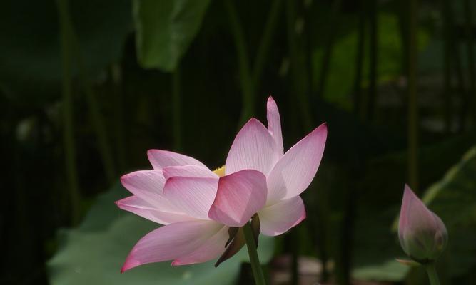 荷花象征什么？荷花的寓意和文化意义是什么？
