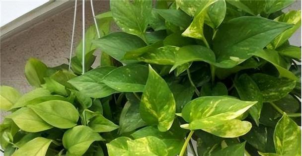 绿萝花土怎么配制？配制绿萝花土的正确步骤是什么？