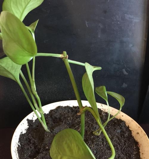 绿萝花土怎么配制？配制绿萝花土的正确步骤是什么？