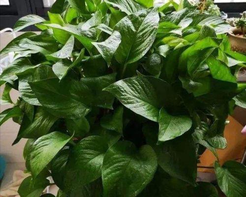 绿萝花有毒吗？室内养护需要注意什么？