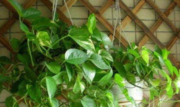 绿萝花怎么浇水方法？多久浇一次水最合适？