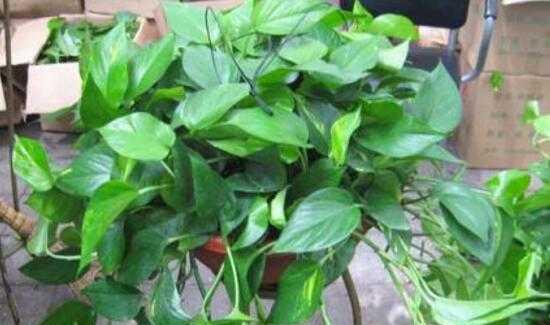 绿萝花怎么浇水方法？多久浇一次水最合适？