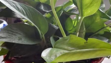 绿萝换盆后多久浇水一次？换盆后浇水的正确时机是什么？