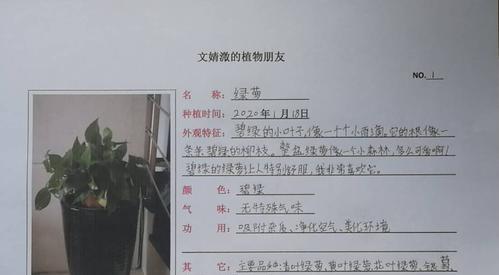 绿萝换盆后多久浇水一次？换盆后浇水的正确时机是什么？