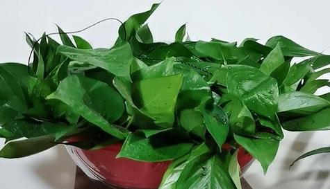 绿萝换盆的最佳时间是什么时候？具体步骤有哪些？