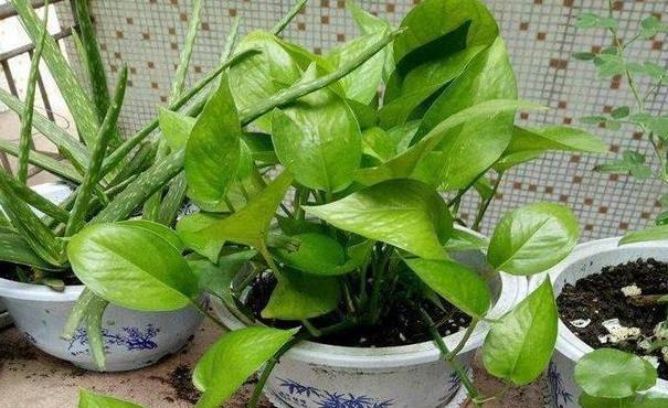 绿萝换盆时应该使用什么土壤？换盆的正确步骤是什么？