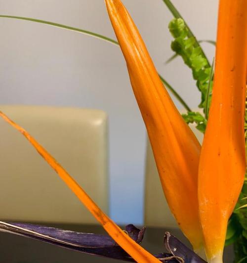 鹤望兰的花语是什么？如何正确解读鹤望兰的花语含义？