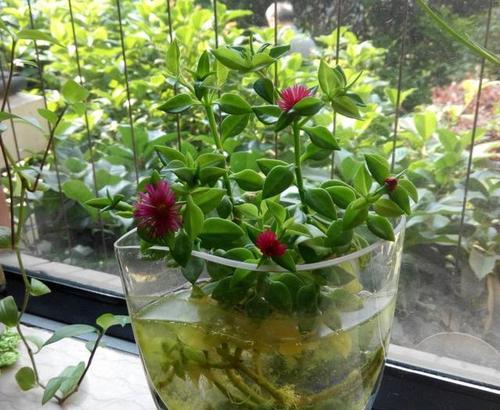 绿萝会开花吗？如果开花会开什么花？