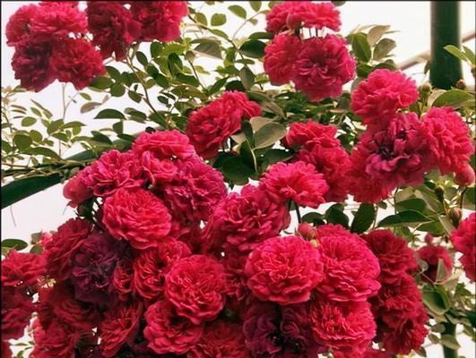 绿萝会开花吗？如果开花会开什么花？