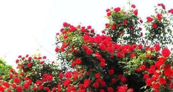 绿萝会开花吗？如果开花会开什么花？