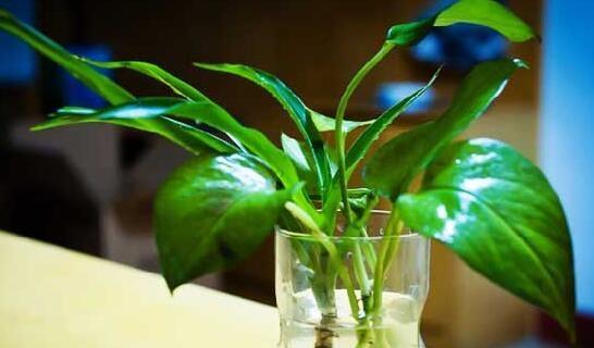 绿萝多久浇水一次最合适？掌握正确浇水频率的方法是什么？