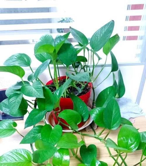 绿萝浇水频率如何根据季节调整？春夏秋冬浇水有何不同？