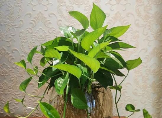 绿萝浇水频率如何根据季节调整？春夏秋冬浇水有何不同？