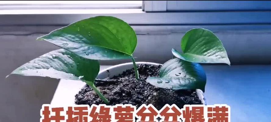 绿萝扦插的最佳月份是什么时候？如何提高成活率？