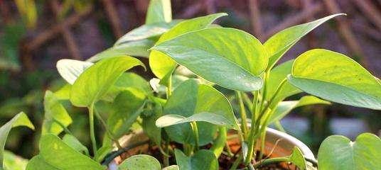 绿萝浇水要浇透吗？如何正确给绿萝浇水？