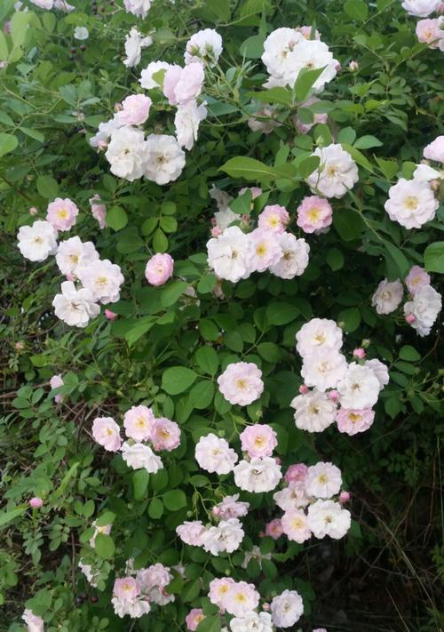 黑蔷薇花语代表什么含义？
