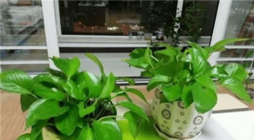 绿萝浇白糖水真的好吗？正确浇水方法是什么？