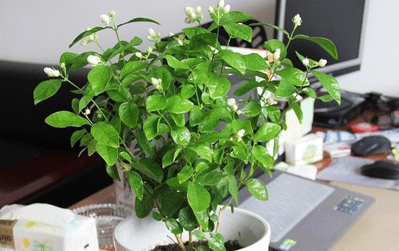 绿萝可以浇醋吗？用醋水浇绿萝的正确方法是什么？