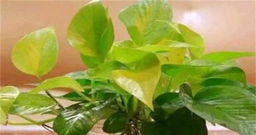 绿萝浇啤酒真的好吗？正确浇灌啤酒水的方法是什么？