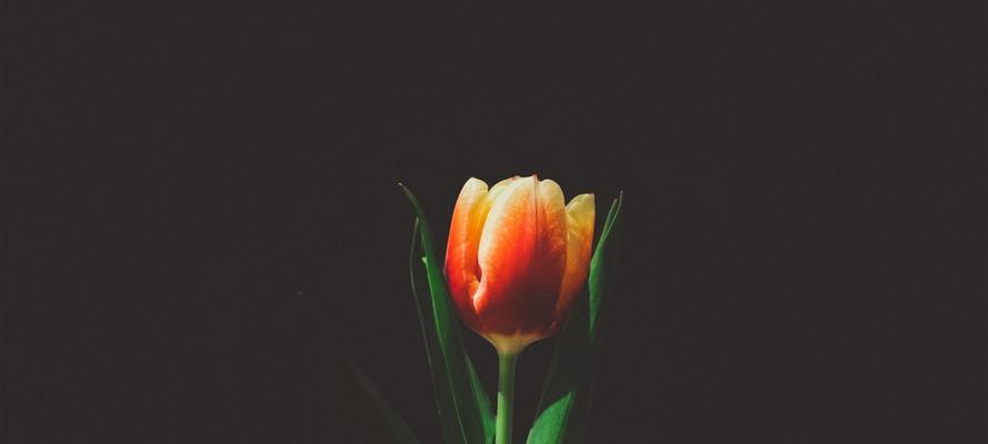 黑色郁金香代表忧郁吗？花语含义有哪些疑问？