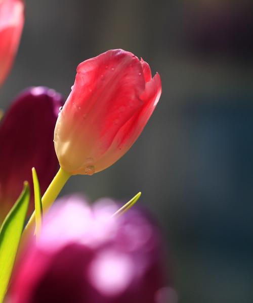 黑郁金香花语是什么？如何正确解读黑郁金香的含义？