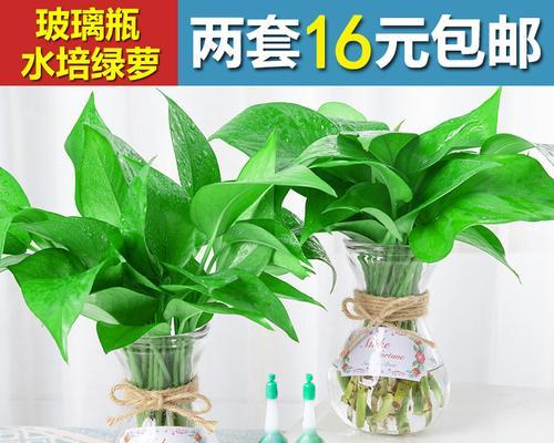绿萝用水养可行吗？水培绿萝的正确方法是什么？