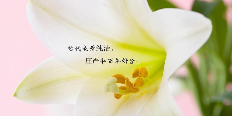 红百合花语是什么？如何表达爱意？