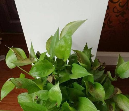 绿萝枯萎了怎么办？快枯死了怎么回事？