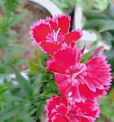 红丁香花语是什么？如何用红丁香表达爱意？