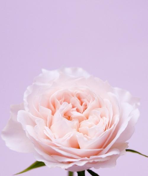 红丁香花语是什么？如何用红丁香表达爱意？