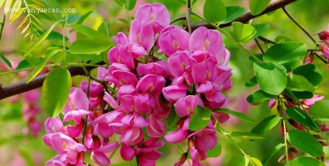 红花刺槐花语有哪些含义？