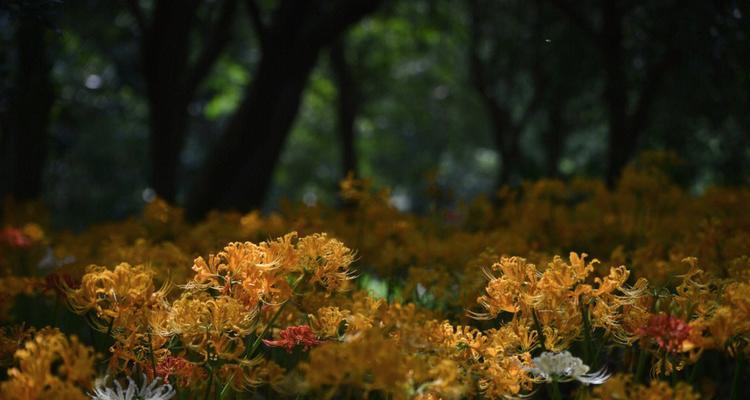 红花石蒜花语有哪些含义？