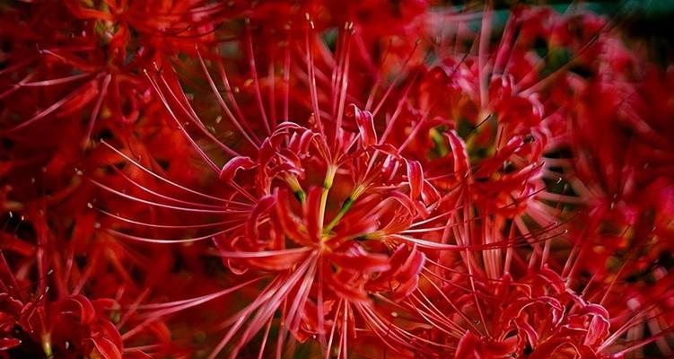 红花石蒜花语有哪些含义？