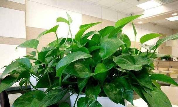 绿萝能活多少年？如何延长绿萝的寿命？