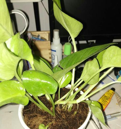 绿萝怕冷还是怕热？如何正确养护绿萝？