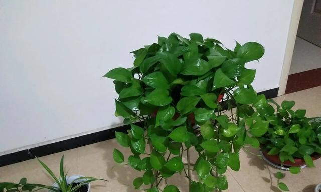 绿萝是否需要避免阳光直射？如何正确养护绿萝？