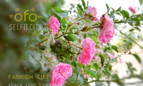 红蔷薇的花语是什么？如何表达爱意？