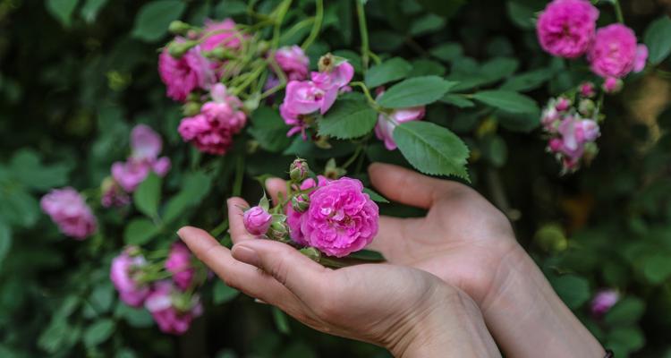 红蔷薇的花语是什么？如何表达爱意？