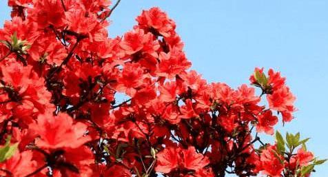 红色杜鹃花象征什么？红色杜鹃花的寓意有哪些常见问题？
