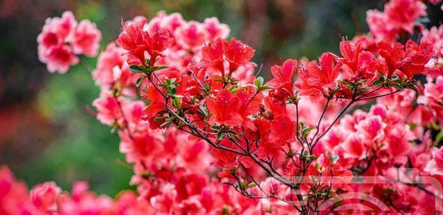 红色杜鹃花象征什么？红色杜鹃花的寓意有哪些常见问题？