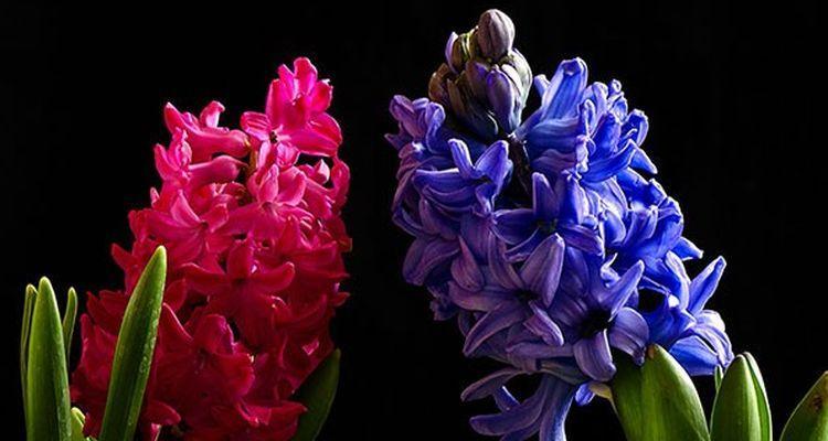 红色风信子的花语有哪些含义？