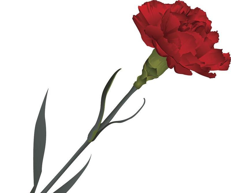 红色康乃馨的花语是什么？送人红色康乃馨有何含义？